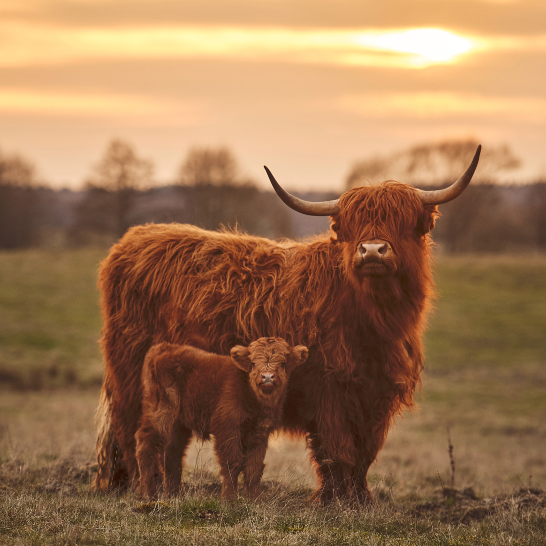 A highland cow, and its baby, in front of a sunset.